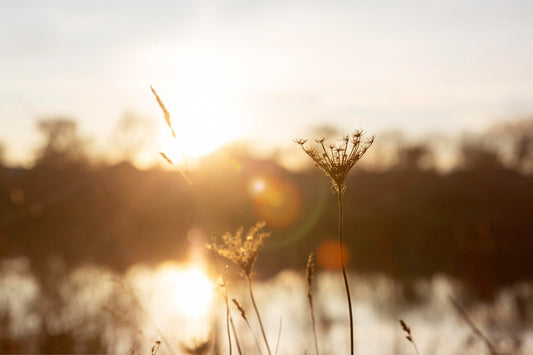 The Peace of Wild Things